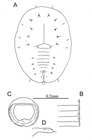 Tuberaleyrodes machili  Takahashi, 1932