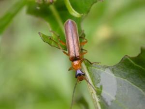 異角菊虎 Fissocantharis sp.