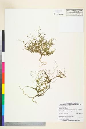 <a href="https://brmas.openmuseum.tw/muse/digi_object/7f6d9c2d32a1cc07406a4fe33ee8ead5" target="_blank">粟米草屬／中央研究院生物多樣性研究博物館植物標本館 (HAST)</a>