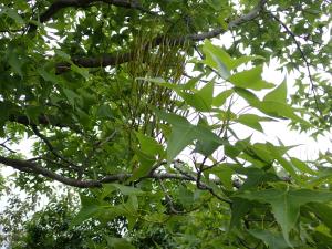 <a href="https://taieol.tw/muse/digi_object/eec2e44efe0d70e9cb74dbdb4fe42293" target="_blank">楓香／By：chou4525／iNaturalist</a>