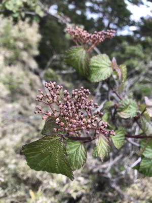 <a href="https://taieol.tw/muse/digi_object/f8169875dd370ee0bdfdedf54035deb0" target="_blank">樺葉莢蒾／By：buggi／iNaturalist</a>