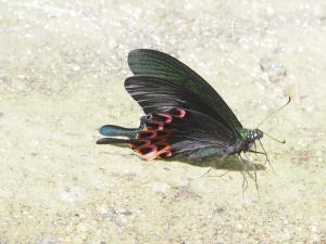 <a href="https://taieol.tw/muse/digi_object/158dcc296e2353434b817b7d76361e48" target="_blank">雙環翠鳳蝶／By：doggy0406／iNaturalist</a>