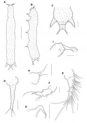 Xarifia dongshensis_雌.jpg