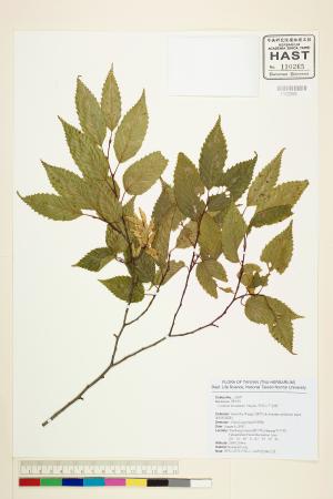 <a href="https://brmas.openmuseum.tw/muse/digi_object/7fcb4826a842e7ad53cc2d56f4fd2734" target="_blank">阿里山千金榆／中央研究院生物多樣性研究博物館植物標本館 (HAST)</a>