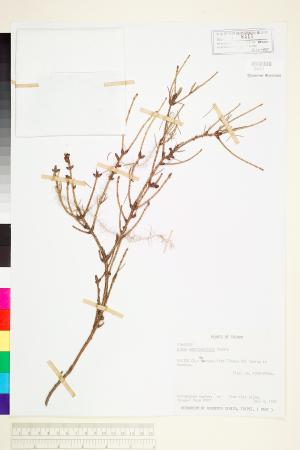 <a href="https://brmas.openmuseum.tw/muse/digi_object/7fee2729cf435309f11e20edd0e1e90a" target="_blank">台灣雲杉／中央研究院生物多樣性研究博物館植物標本館 (HAST)</a>