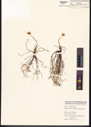 <a href="https://brmas.openmuseum.tw/muse/digi_object/7ff45cdb74e427cdaed1d634e248a65f" target="_blank">Hepatica／中央研究院生物多樣性研究博物館植物標本館 (HAST)</a>