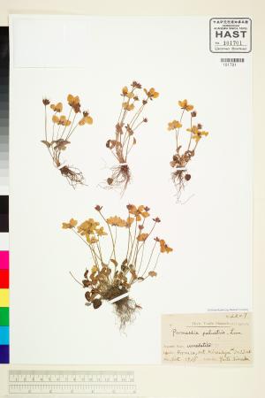 <a href="https://brmas.openmuseum.tw/muse/digi_object/800075a6eb03c3fda39673e901b933d8" target="_blank">梅花草／中央研究院生物多樣性研究博物館植物標本館 (HAST)</a>