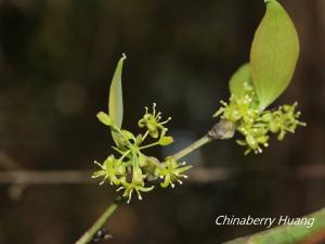 <a href="https://taieol.tw/muse/digi_object/02c92d29add39242059cf5bb8461fb3e" target="_blank">菝葜／By：chinaberryhuang／iNaturalist</a>