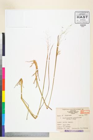 <a href="https://brmas.openmuseum.tw/muse/digi_object/8011d6b612c04365dfba332d305d3412" target="_blank">細柄草／中央研究院生物多樣性研究博物館植物標本館 (HAST)</a>