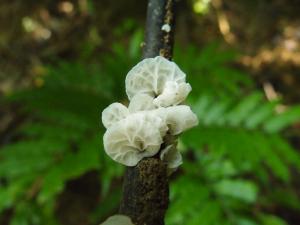 Campanella junghuhnii(脈褶菌)