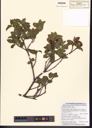 <a href="https://brmas.openmuseum.tw/muse/digi_object/801f249d4fbc2907fe824ddc8453e97f" target="_blank">刻脈冬青／中央研究院生物多樣性研究博物館植物標本館 (HAST)</a>