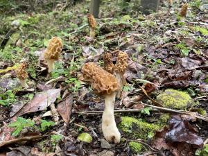 <a href="https://taieol.tw/muse/digi_object/4d455bfccbfcad3e36440311840e4ae5" target="_blank">Morchella esculenta／By：balawu／iNaturalist</a>