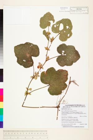 <a href="https://brmas.openmuseum.tw/muse/digi_object/8036d0fe293111305b5e4eafbcb11d07" target="_blank">寒莓／中央研究院生物多樣性研究博物館植物標本館 (HAST)</a>