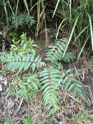 <a href="https://taieol.tw/muse/digi_object/2c7cf1f56bf657a9bf416a075aa3e9e1" target="_blank">臭椿／By：poyin／iNaturalist</a>