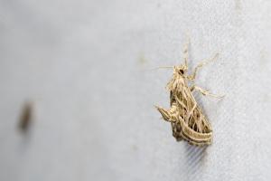 <a href="https://taieol.tw/muse/digi_object/3e8d7a121a3f643324853bcb2492dec4" target="_blank">Loryma recusata／By：papilioshih／iNaturalist</a>