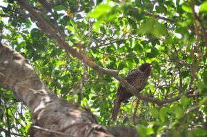 <a href="https://taieol.tw/muse/digi_object/6b85cccbf28d0fa90f2f9221e6b7bf97" target="_blank">噪鵑／By：edwardlin／iNaturalist</a>