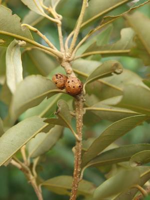 Saphonecrus shanzhukui 所寄生之蟲癭