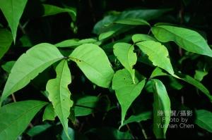 <a href="https://taieol.tw/muse/digi_object/08340d176a714f74d4221536d9e25acc" target="_blank">魚木／By：陳育賢／臺灣物種名錄(TaiCOL)</a>
