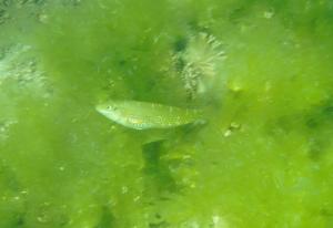 <a href="https://fishdb.sinica.edu.tw/muse/digi_object/fdbe3d815002286e2781c205534a1653" target="_blank">Halichoeres miniatus@fishdb-media-661／魚類生態與演化研究室</a>