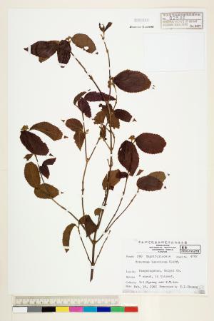 <a href="https://brmas.openmuseum.tw/muse/digi_object/80afa9fea5077c9b2316a543214f5adc" target="_blank">呂宋莢蒾／中央研究院生物多樣性研究博物館植物標本館 (HAST)</a>