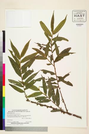 <a href="https://brmas.openmuseum.tw/muse/digi_object/80ed15370f3b7e7ca20713777e9dd49d" target="_blank">粗毛柃木／中央研究院生物多樣性研究博物館植物標本館 (HAST)</a>