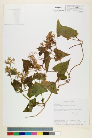 <a href="https://brmas.openmuseum.tw/muse/digi_object/80f9c715b21a70326aaffe1c8ae765be" target="_blank">蔓澤蘭／中央研究院生物多樣性研究博物館植物標本館 (HAST)</a>