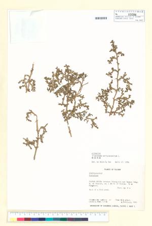 <a href="https://brmas.openmuseum.tw/muse/digi_object/80fe181fb6a7d095e9c448339ebbc6bc" target="_blank">假海馬齒／中央研究院生物多樣性研究博物館植物標本館 (HAST)</a>