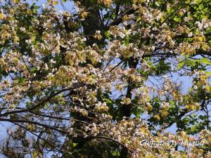 <a href="https://taieol.tw/muse/digi_object/e369d2052b6e9e76733b96360c7d2568" target="_blank">阿里山櫻花／By：chinaberryhuang／iNaturalist</a>