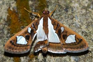 <a href="https://taieol.tw/muse/digi_object/34c4bc7d65fbb6c4194ec76c6d790bf7" target="_blank">Glyphodes bivitralis／By：ahan88／iNaturalist</a>