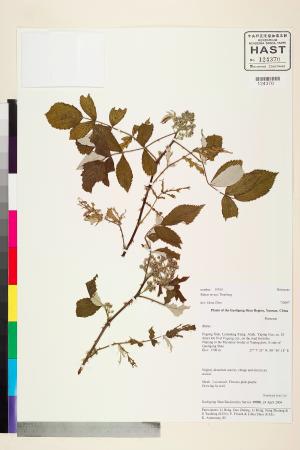 <a href="https://brmas.openmuseum.tw/muse/digi_object/816b0d17d556bfd5f88d4960da11ae2b" target="_blank">白絨懸鉤子／中央研究院生物多樣性研究博物館植物標本館 (HAST)</a>