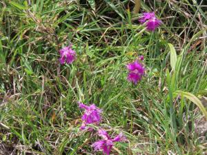 <a href="https://taieol.tw/muse/digi_object/49cd406cce3f2f08b9181de044f79c1b" target="_blank">長萼瞿麥／By：naturalist14740／iNaturalist</a>