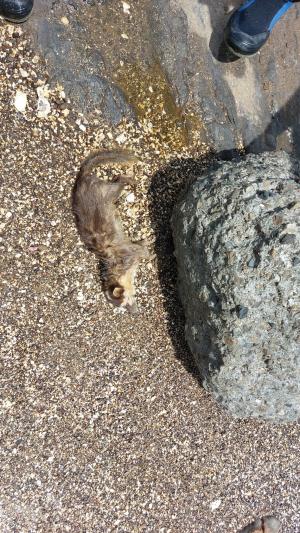 <a href="https://taieol.tw/muse/digi_object/071e8e8894172bdd8da05541a6feefdb" target="_blank">鼬獾／By：smiaolin／iNaturalist</a>
