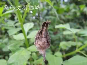 <a href="https://taieol.tw/muse/digi_object/f73c1d1adeedb0d9f52adf3d9a6ea82f" target="_blank">象形文樹貓蛛／By：naturalist6455／iNaturalist</a>
