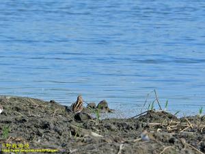 <a href="https://taieol.tw/muse/digi_object/76f3ae164e1b8a66bb398317754a4e95" target="_blank">田鷸／By：kinmatsu／iNaturalist</a>