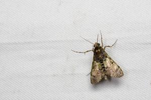 <a href="https://taieol.tw/muse/digi_object/df55ca2949cd283e92b945663593ed5f" target="_blank">Teliphasa nubilosa／By：papilioshih／iNaturalist</a>