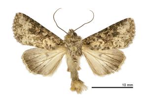 Mythimna snelleni_male_NSMT_092