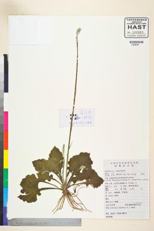 <a href="https://brmas.openmuseum.tw/muse/digi_object/81e4649b64d1043b7bd466f8e942c0f2" target="_blank">大丁草／中央研究院生物多樣性研究博物館植物標本館 (HAST)</a>