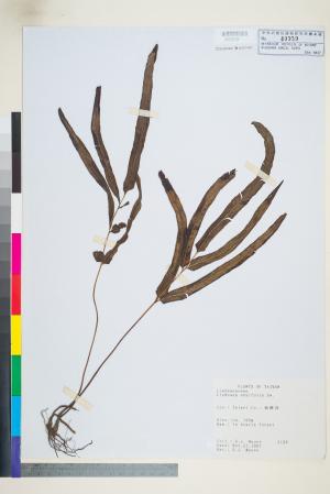 <a href="https://brmas.openmuseum.tw/muse/digi_object/81fd4c7f945183615e3e10233f42e0ce" target="_blank">箭葉陵齒蕨／中央研究院生物多樣性研究博物館植物標本館 (HAST)</a>