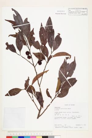 <a href="https://brmas.openmuseum.tw/muse/digi_object/820a1bdc0251c5cd7a2cbed35b26d8f3" target="_blank">山紅柿(油柿)／中央研究院生物多樣性研究博物館植物標本館 (HAST)</a>