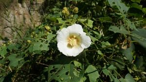 <a href="https://taieol.tw/muse/digi_object/e06cc87ef8a5299dfa10c6db7afb92c9" target="_blank">山芙蓉／By：chiehliangchen／iNaturalist</a>