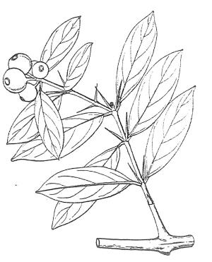 <a href="https://taieol.tw/muse/digi_object/427429a5a6e6988d655a72ed2894eb60" target="_blank">華茜草樹／By：台灣樹木誌／臺灣維管束植物簡誌</a>