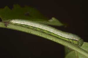 20090929_347339_Eurema andersoni godana_l.jpg