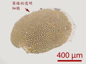 <a href="https://taieol.tw/muse/digi_object/a7be66aac18c43a811ff7552d38d5613" target="_blank">卵舌疣鱗蘚／By：姚奎宇／太魯閣國家公園管理處</a>
