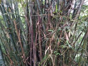 <a href="https://taieol.tw/muse/digi_object/82d386d344bdbda0c3e63a7b2dd3869d" target="_blank">長枝竹／By：meihui／iNaturalist</a>