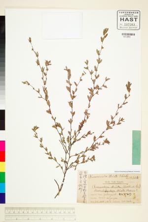 <a href="https://brmas.openmuseum.tw/muse/digi_object/82b4964760930840b72a72cd0c06e008" target="_blank">雞眼草／中央研究院生物多樣性研究博物館植物標本館 (HAST)</a>