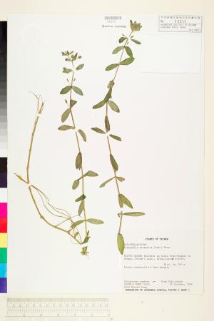 <a href="https://brmas.openmuseum.tw/muse/digi_object/82ca89872b3c5d3a6bca8314e49e050e" target="_blank">擬紫蘇草／中央研究院生物多樣性研究博物館植物標本館 (HAST)</a>