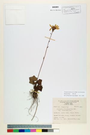 <a href="https://brmas.openmuseum.tw/muse/digi_object/82d1fd166365f3514f1cb25ba733dba5" target="_blank">台灣山菊／中央研究院生物多樣性研究博物館植物標本館 (HAST)</a>