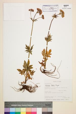 <a href="https://brmas.openmuseum.tw/muse/digi_object/82d8044695db10052688cc85daa9bc34" target="_blank">纈草(吉草)／中央研究院生物多樣性研究博物館植物標本館 (HAST)</a>