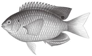 <a href="https://fishdb.sinica.edu.tw/muse/digi_object/011affde18b3f7e7b2080eca1500ddd0" target="_blank">Pomacentrus vaiuli／By：鄭義郎／鄭義郎</a>