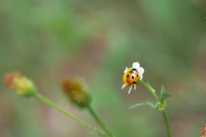 <a href="https://taieol.tw/muse/digi_object/fc386e1219014ddeb0c753bbdf8fa80d" target="_blank">七星瓢蟲／By：moogoo／iNaturalist</a>
